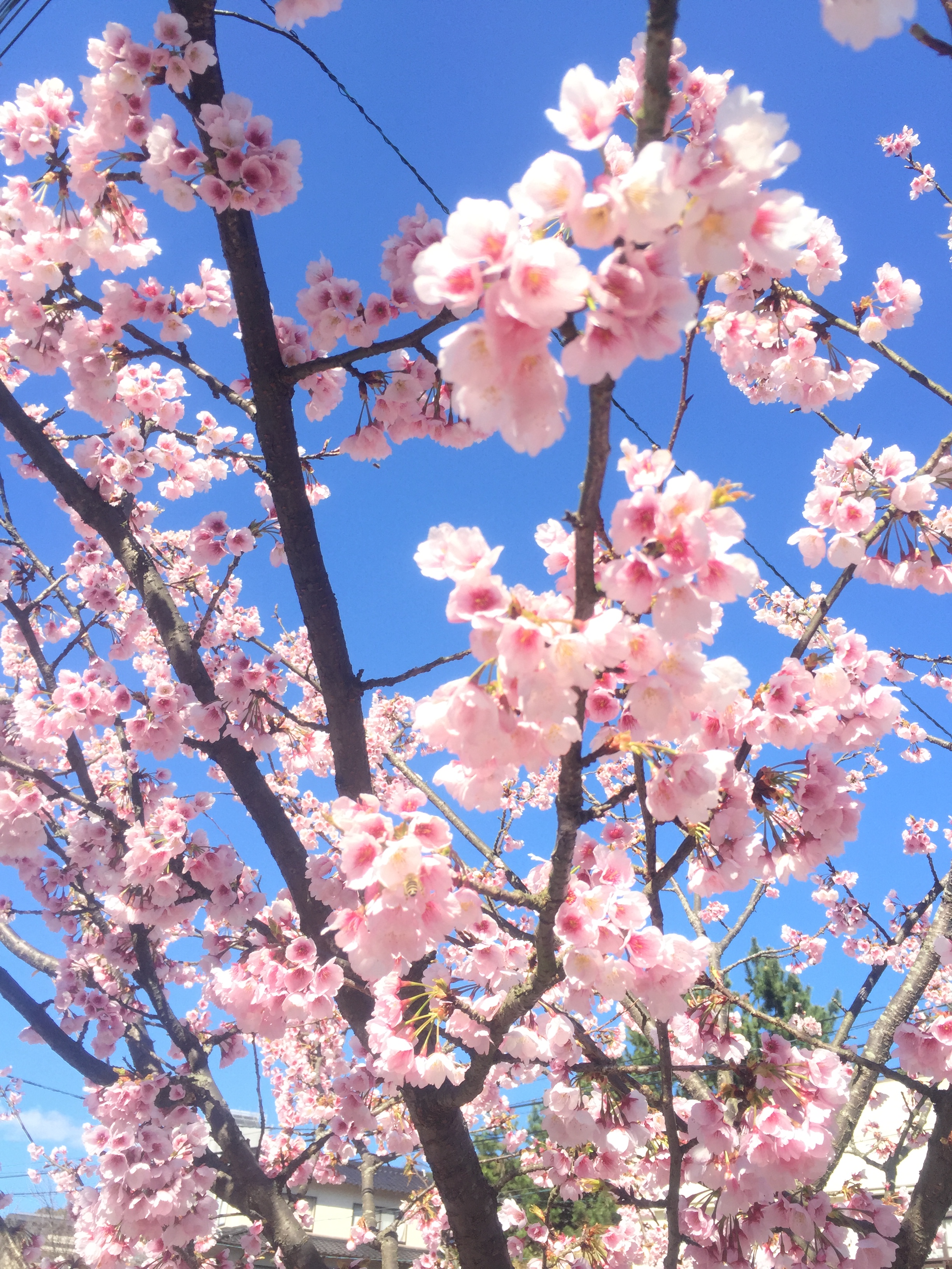 玉造温泉では桜が咲き始めてます Tamayaスタッフブログ