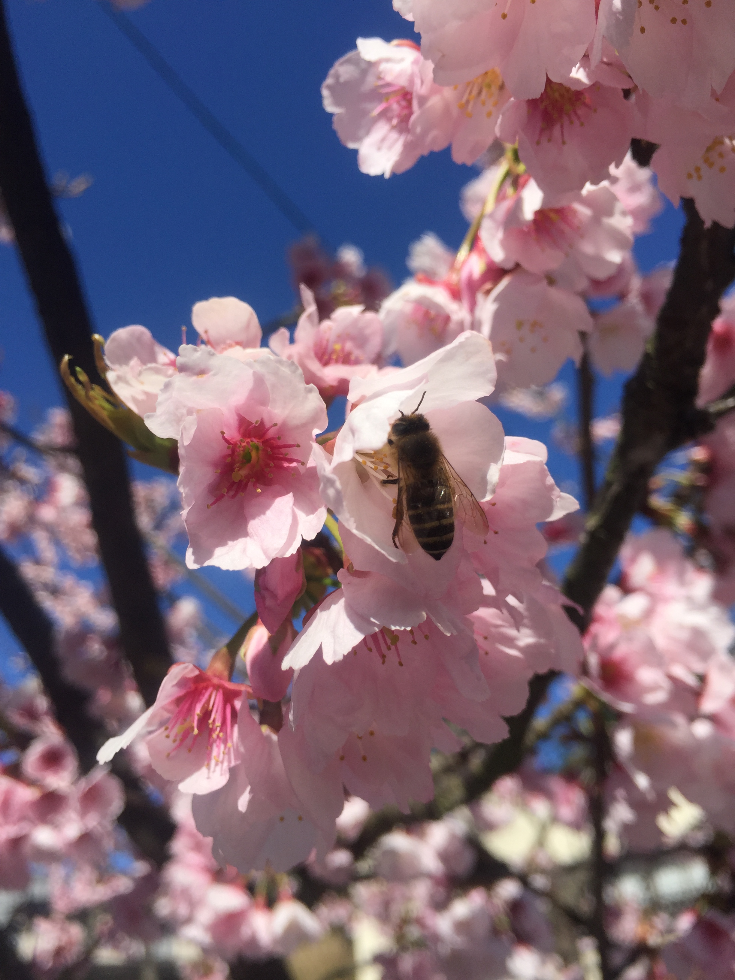 玉造温泉では桜が咲き始めてます Tamayaスタッフブログ